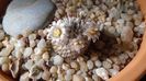 8 mart. 2020: Mammillaria perezdelarosae ssp. andersoniana
