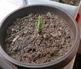 Sansevieria bantel sensation