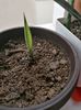 Sansevieria bantel sensation