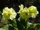 primula elatior Sibel Lime