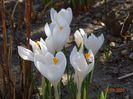crocus Jeanne d'Arc