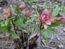 helleborus Double Crown Rose