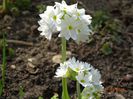 primula denticulata Prom White