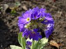 primula denticulata Prom Lilac