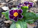 primula acaulis
