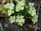 primula vulgaris