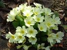 primula vulgaris