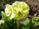 primula elatior Sibel Lime