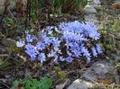 hepatica transsilvanica
