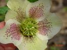 helleborus White Lady Spotted