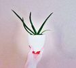 【JudaicProphecy】- ⚘ Aloe ⚘