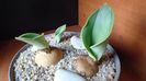 Rauhia peruviana, inceput de vegetatie