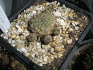 Sulcorebutia verticilacantha