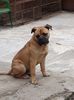 AMON- Bullmastiff-9 Luni