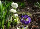 primula denticulata Prom White si Prom Lilac