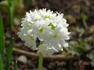 primula denticulata Prom White