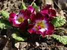 primula acaulis