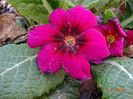 primula acaulis
