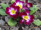 primula acaulis