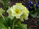 primula elatior Sibel Lime