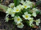 primula vulgaris