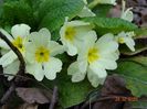 primula vulgaris