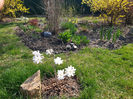 magnolia - stellata alba