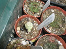 Ortegocactus macdowelii care rezista