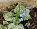 Brunnera macrophylla Kings Ransom