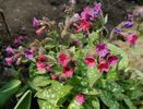 Pulmonaria-Victorian-Brooch