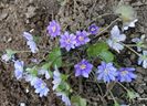 hepatica americana