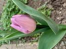 IMG-20200330-WA0061