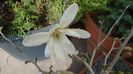 Magnolia stellata