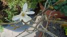 Magnolia stellata