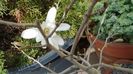 Magnolia stellata