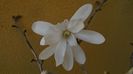 Magnolia stellata