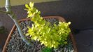 Berberis auriu