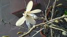 Magnolia stellata