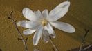 Magnolia stellata