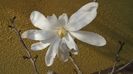 Magnolia stellata