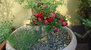 Gutui japonez, bonsai