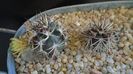 Echinocereus davisi brevispinus & Echinocereus davisi