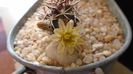 Echinocereus davisi brevispinus