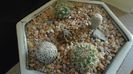 Grup de 5 Turbinicarpus