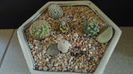 Grup de 5 Turbinicarpus