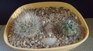 Grup de 2 Turbinicarpus