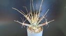 Leuchtenbergia principis