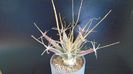 Leuchtenbergia principis