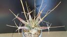 Leuchtenbergia principis