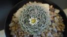 Mammillaria picta